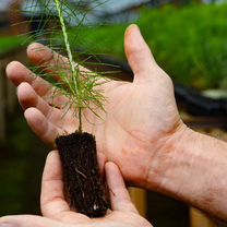 Закрытая корневая Сеянцы сосна Ель саженцы