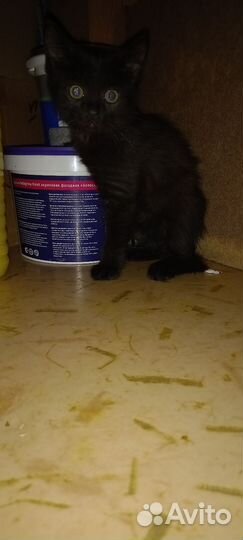 Кошка в дар