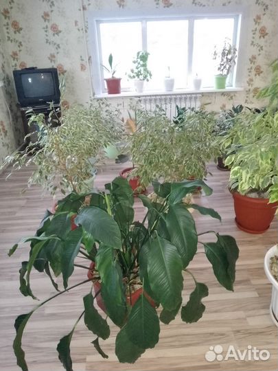 Комнатные цветы