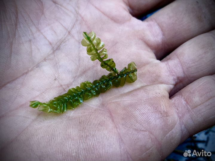 Живой мох, микс из разных видов