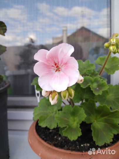 Продам герань PAC Salmon Komtess