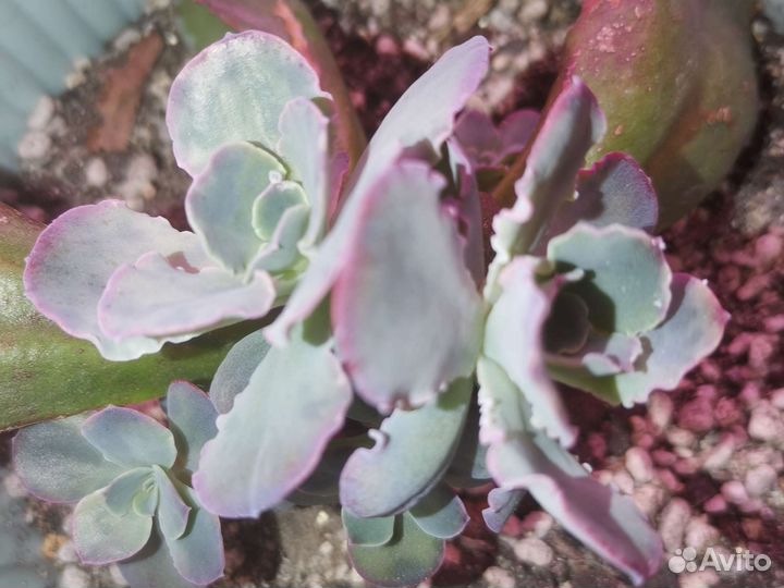 Эхеверии сортовые, эониумы, алое и хавортии