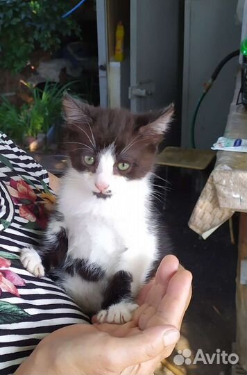 Котенок в дар