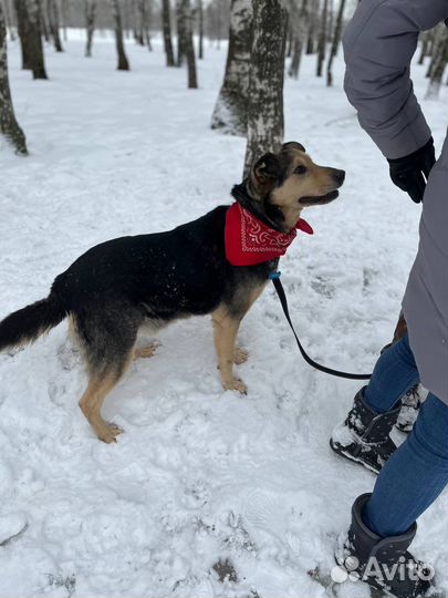 Славный добрый милый парень ищет дом