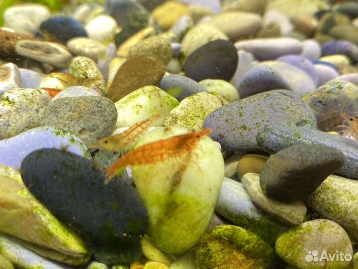 Аквариумные креветки