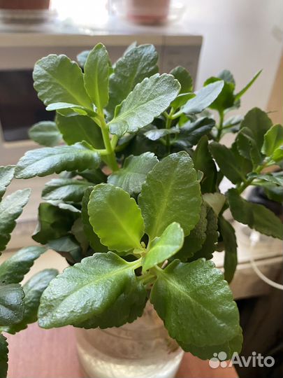 Каланхоэ Блоссфельда