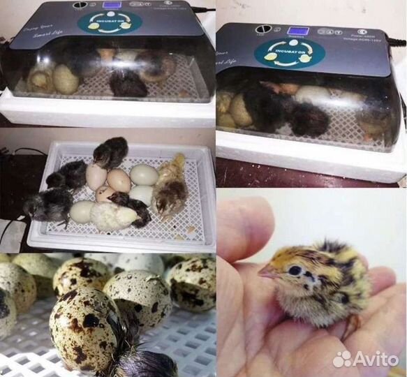 Инкубатор для яиц