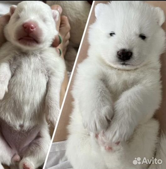 Щенки самоеда