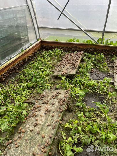 Улитка Muller, улитка Maxima