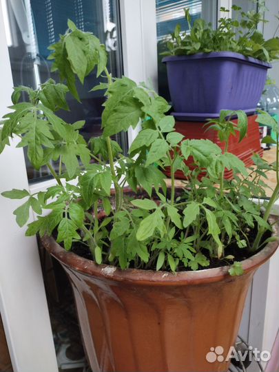 Рассада помидоры огурцы перец