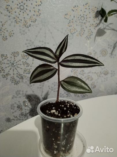 Традесканция Зебрина