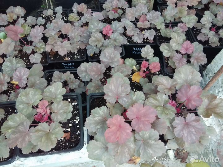 Гейхеры сортовые