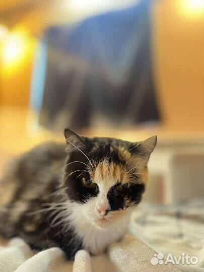 Маруся живет в приюте и никто ее не замечает