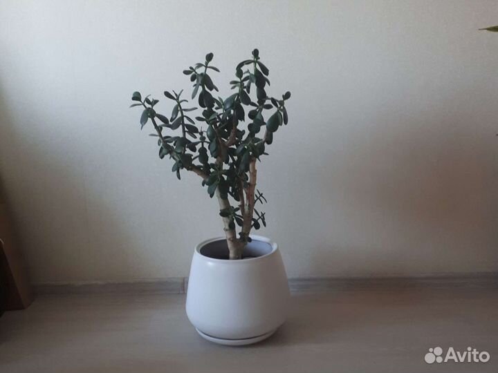 Толстянка. Денежное дерево