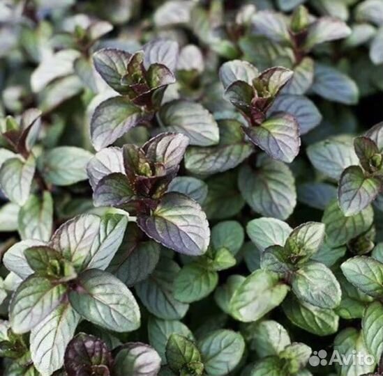 Мята сортовая: шоколад, имбирь, апельсин, банан