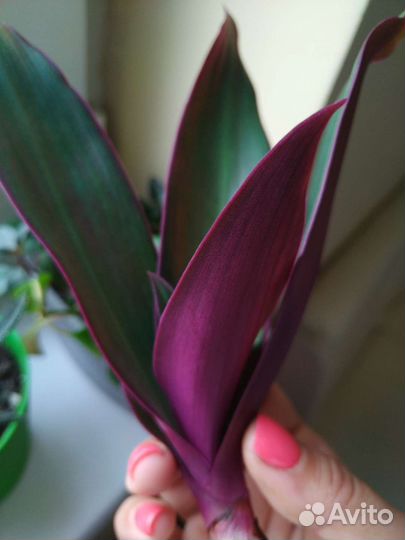 Рэо пёстрый