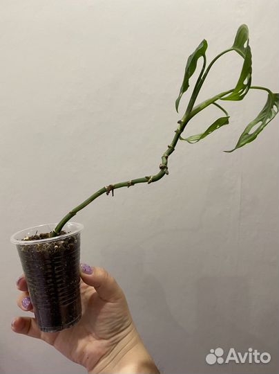 Монстера Манки маск