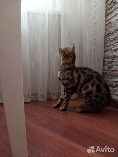 Бенгальская