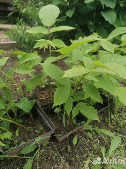 Орех маньчжурский