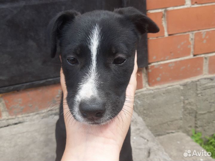 Собаки щенки