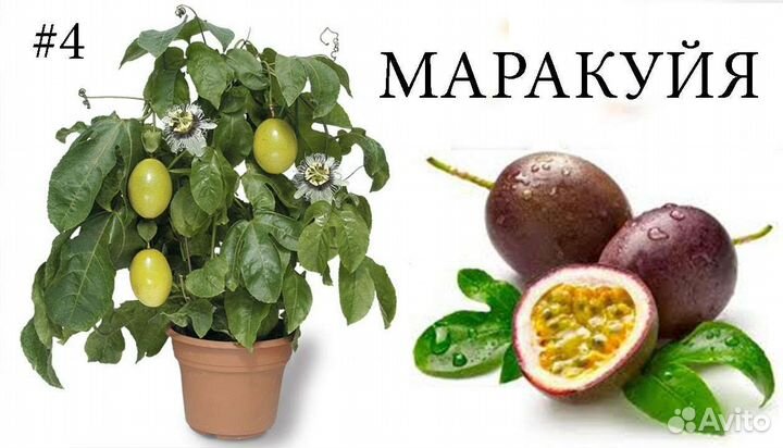 Маракуя Эдулис