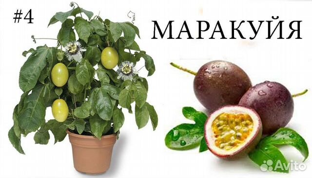 Маракуя Эдулис