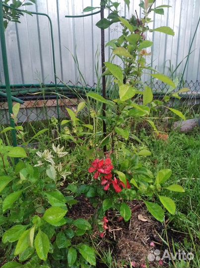 Айва японская