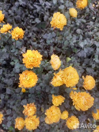 Хризантема мультифлора