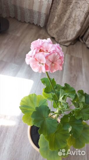 Пеларгония