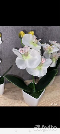 Орхидея