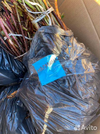 Саженцы Маравиллы и Пшехибы