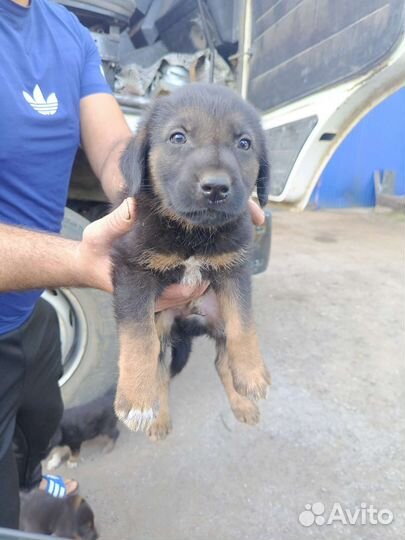 Щенки дворняшки