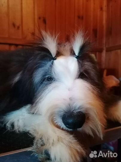 Бородатый колли