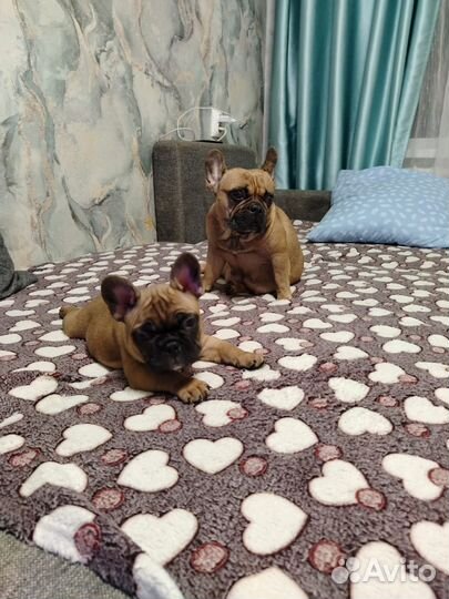 Французский бульдог щенки мини