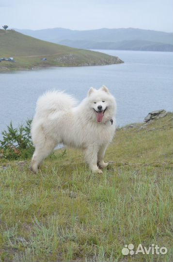 Самоед вязка