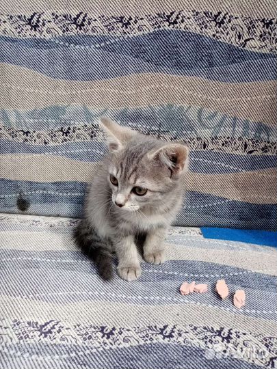 Котята в добрые руки бесплатно