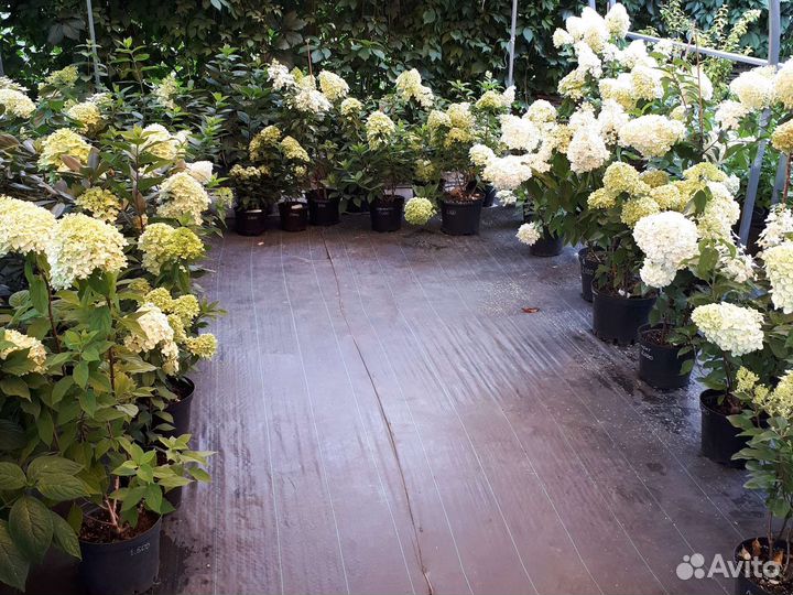 Гортензии метельчатые