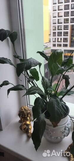 Спатифиллум