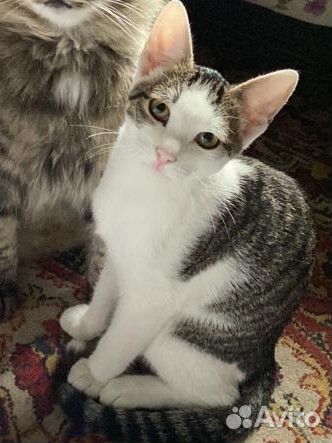 Котенок в добрые руки