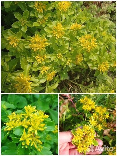 Жёлтые многолетники