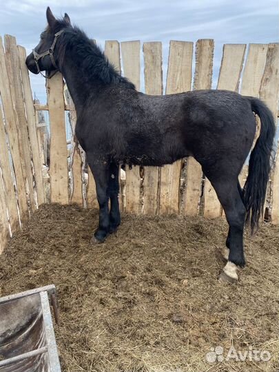 Продам коней