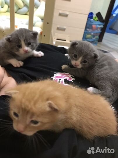 Котята в добрые руки бесплатно
