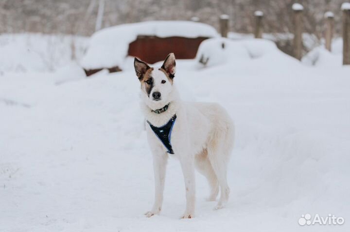 Шпиц в добрые руки