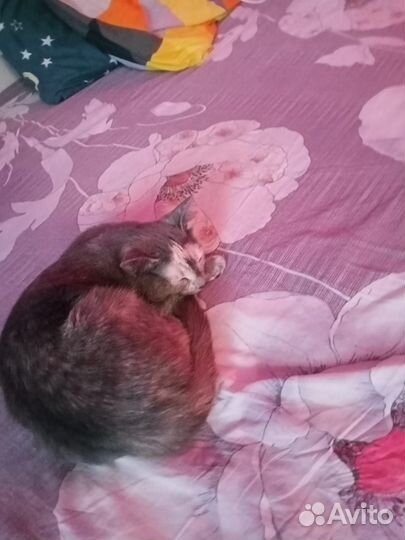 Кошка в дар бесплатно