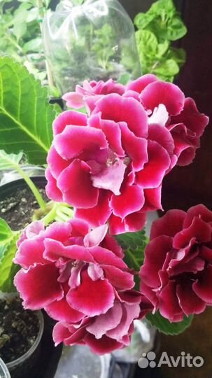 Продам Глоксинии разные сорта