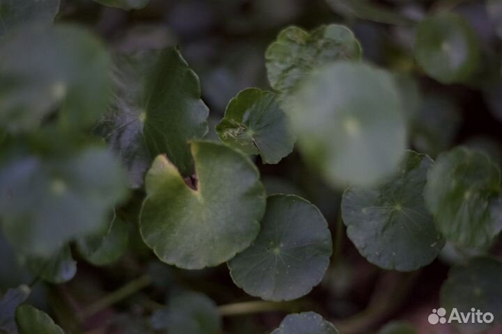 Зеркальный фотоаппарат canon EOS 5D mark II