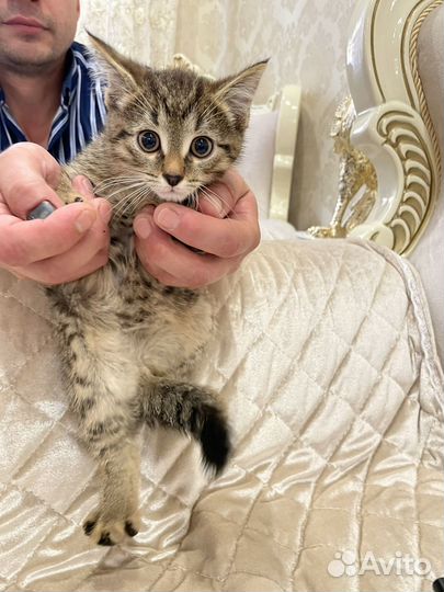 Котята бесплатно