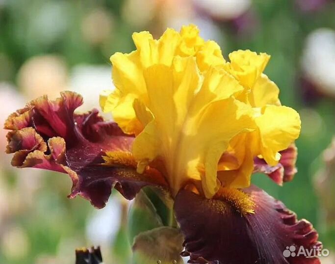 Ирисы бородатые садовые