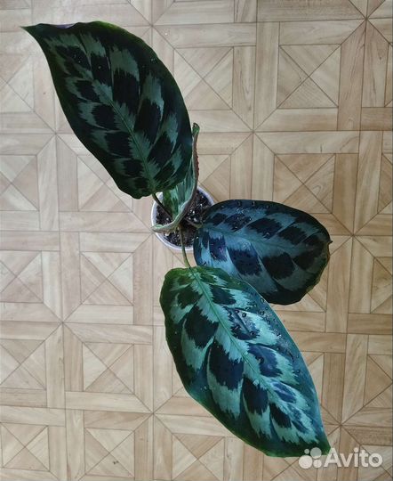 Калатея Хелен Кеннеди / Calathea Helen Kennedy