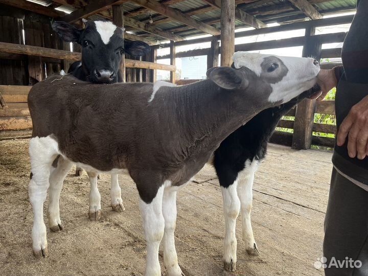 Телка 2 месяца
